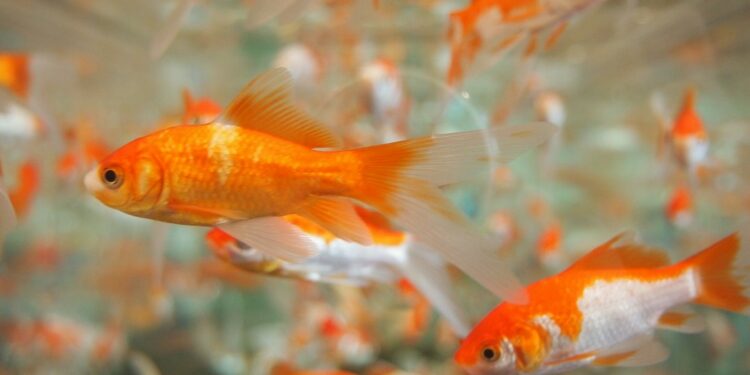 Quel type d'eau pour poisson rouge ?