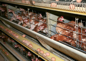 Quel type d'élevage est le plus rentable ?