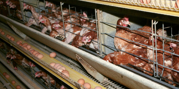 Quel type d'élevage est le plus rentable ?