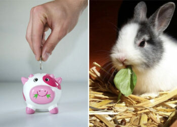 Quel vaccin pour les lapins ?