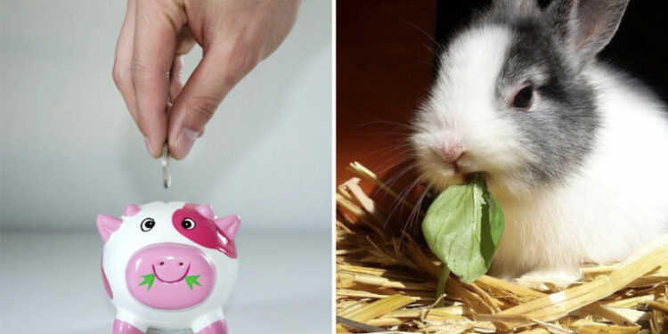 Quel vaccin pour les lapins ?