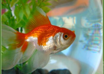 Quel volume pour 2 poisson rouge ?