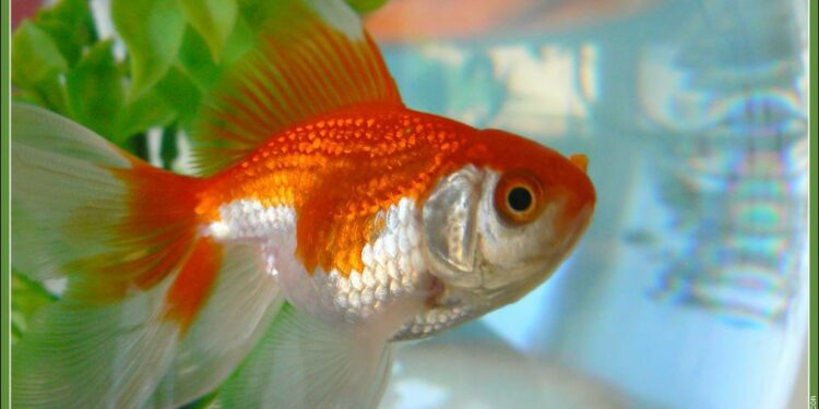 Quel volume pour 2 poisson rouge ?