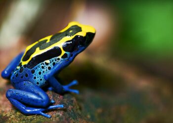 Quelle Dendrobate choisir ?