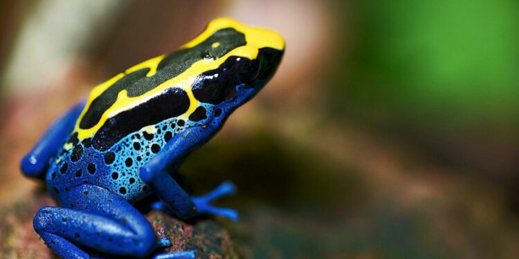 Quelle Dendrobate choisir ?