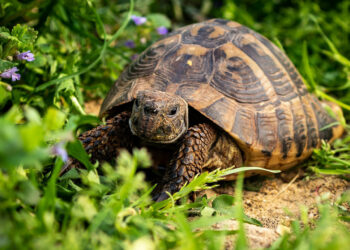 Quelle alimentation pour tortue hermann ?