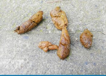 Quelle amende pour crotte de chien ?