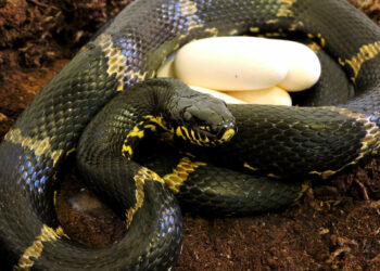 Quelle animal ne s'accouple pas ?