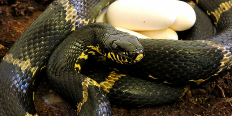 Quelle animal ne s'accouple pas ?