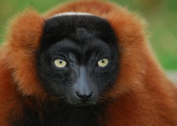 Quelle animaux il y a en Amazonie ?