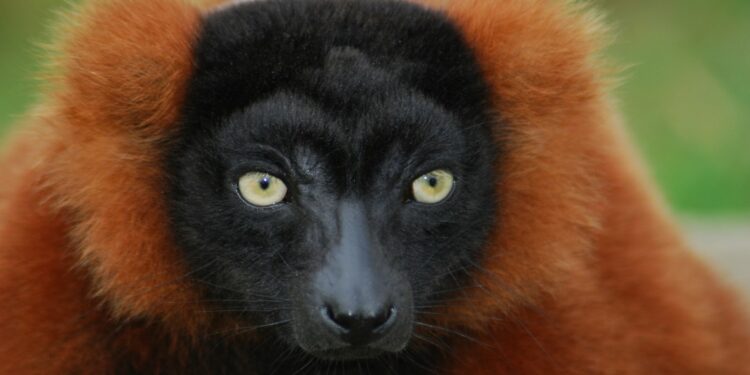 Quelle animaux il y a en Amazonie ?