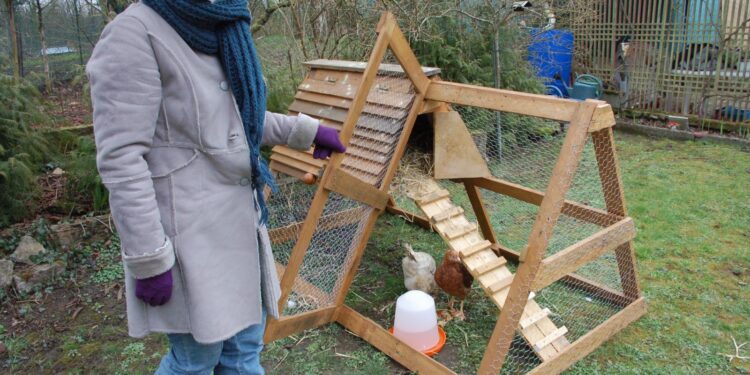 Quelle autorisation pour avoir des poules ?