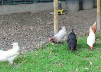 Quelle autorisation pour avoir des poules ?