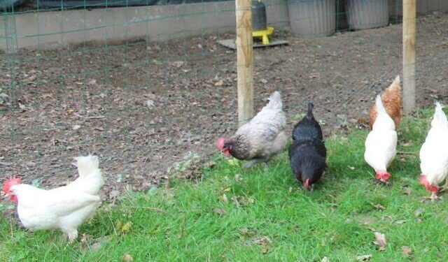 Quelle autorisation pour avoir des poules ?