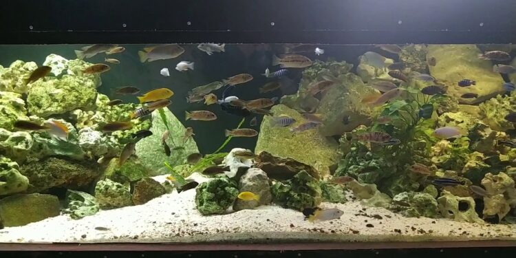 Quelle branche d'arbre Peut-on mettre dans un aquarium ?