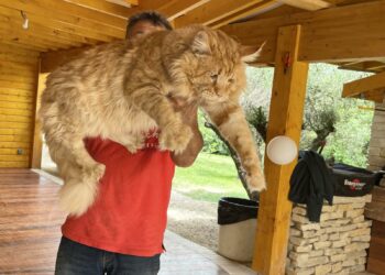 Quelle brosse pour un Maine Coon ?