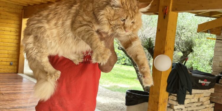 Quelle brosse pour un Maine Coon ?