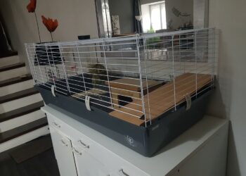 Quelle cage pour 2 cochon d'Inde ?