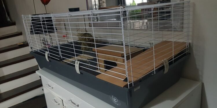 Quelle cage pour 2 cochon d'Inde ?