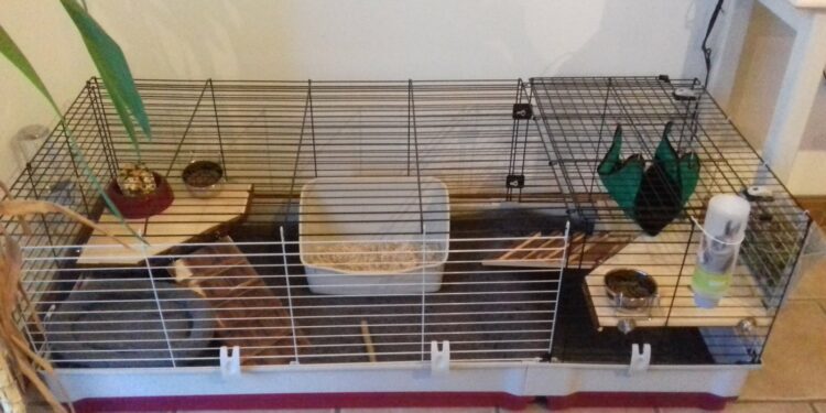 Quelle cage pour 2 cochon d'Inde ?