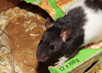 Quelle cage pour 2 rats ?