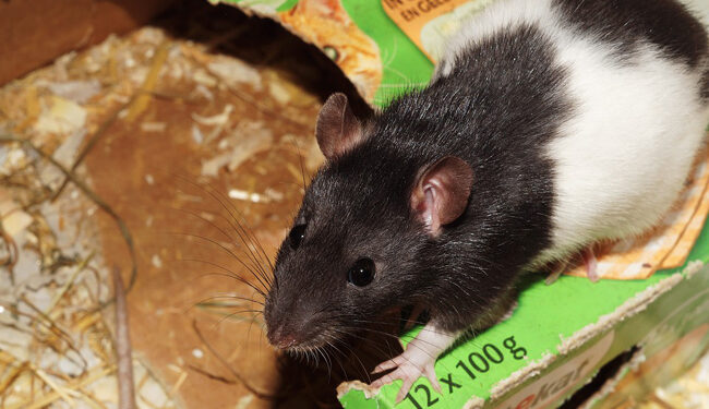 Quelle cage pour 2 rats ?