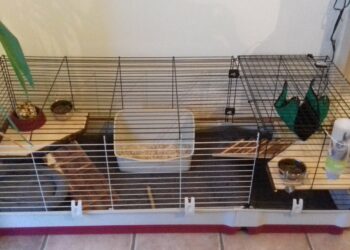 Quelle cage pour 3 cochon d'Inde ?