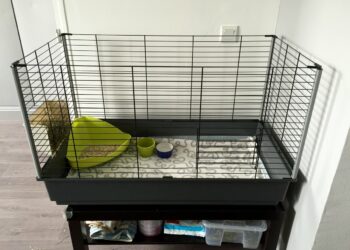 Quelle cage pour deux lapins nains ?