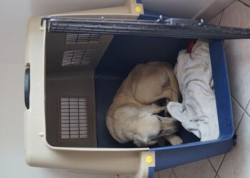 Quelle cage pour quelle chien ?