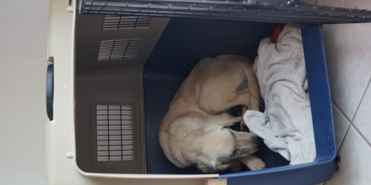 Quelle cage pour quelle chien ?