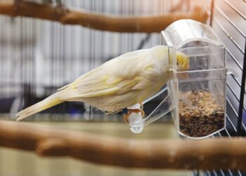 Quelle cage pour un chardonneret ?