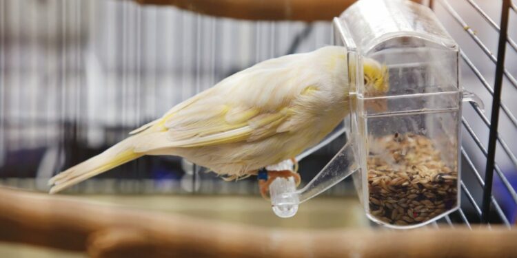 Quelle cage pour un chardonneret ?