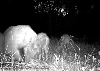 Quelle caméra pour filmer la nuit ?