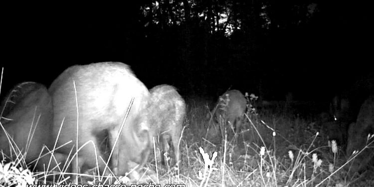 Quelle caméra pour filmer la nuit ?