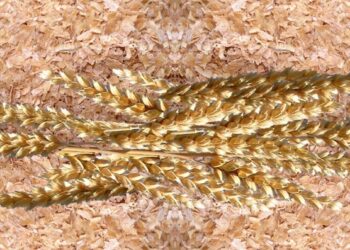 Quelle céréale donner aux poules ?