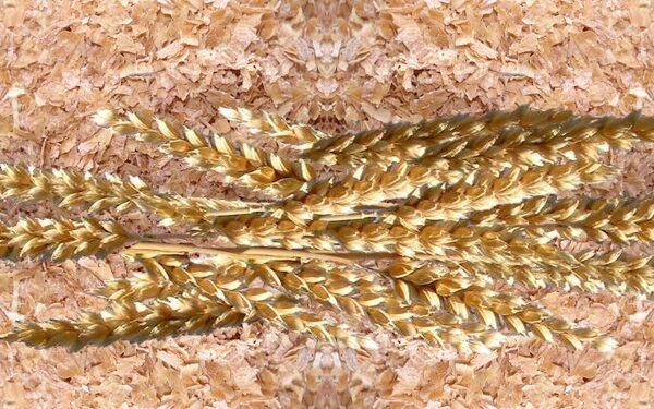 Quelle céréale donner aux poules ?