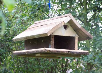 Quelle couleur attire les mésanges ?
