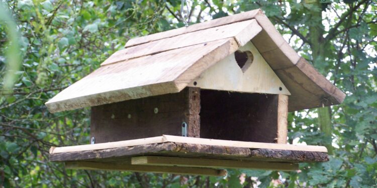 Quelle couleur attire les mésanges ?