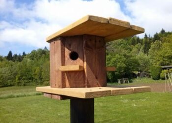 Quelle couleur attire les mésanges ?