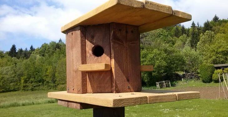 Quelle couleur attire les mésanges ?