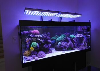 Quelle couleur de LED pour aquarium eau douce ?
