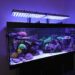 Quelle couleur de LED pour aquarium eau douce ?