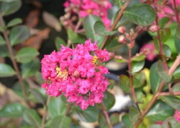 Quelle couleur de chaussures mettre avec une robe fuchsia ?