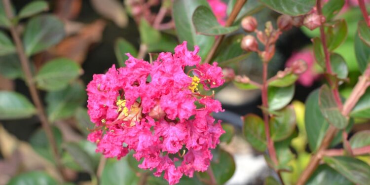 Quelle couleur de chaussures mettre avec une robe fuchsia ?