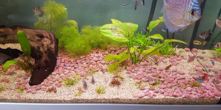 Quelle couleur de sable pour mon aquarium ?