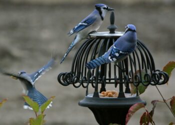 Quelle couleur fait peur aux pigeons ?