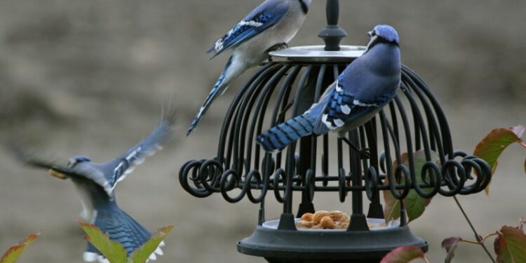 Quelle couleur fait peur aux pigeons ?
