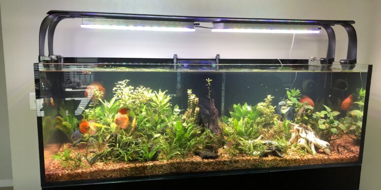 Quelle couleur favorise les algues ?