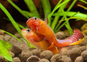 Quelle couleur le poisson ne voit pas ?