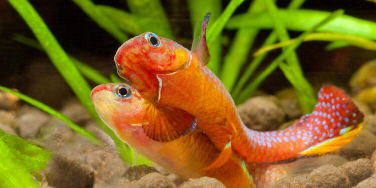 Quelle couleur le poisson ne voit pas ?